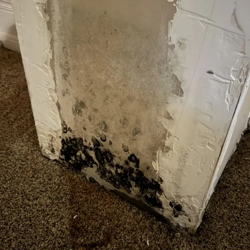 Professional Mold Removal in Sierra Vista, AZ